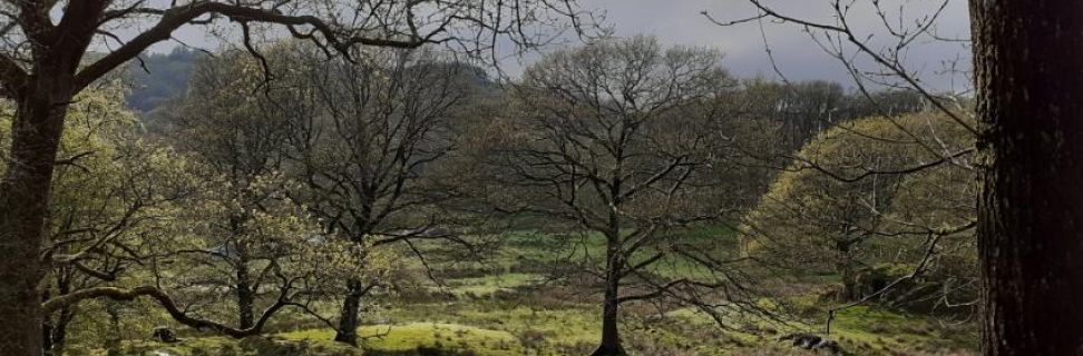 Trees on Farms and Fells 850x637